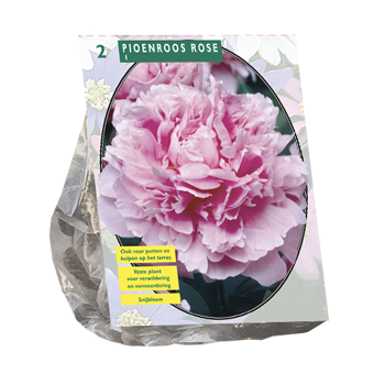 Peonies Bulbs