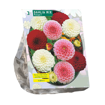 Pick & Mix Flower Bulb Packs