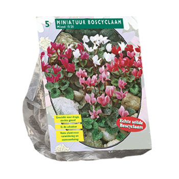 Spring bulbs & flowers