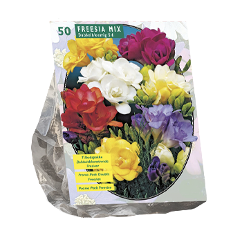 Summer bulbs & flowers