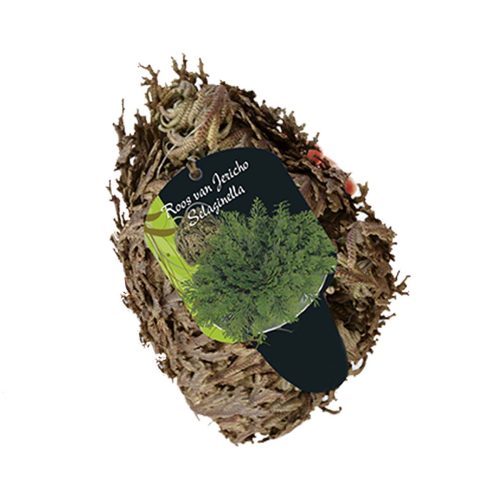 Rose of Jericho (Selaginella lepidophylla)