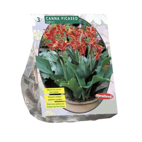 Canna Picasso — pack of 3