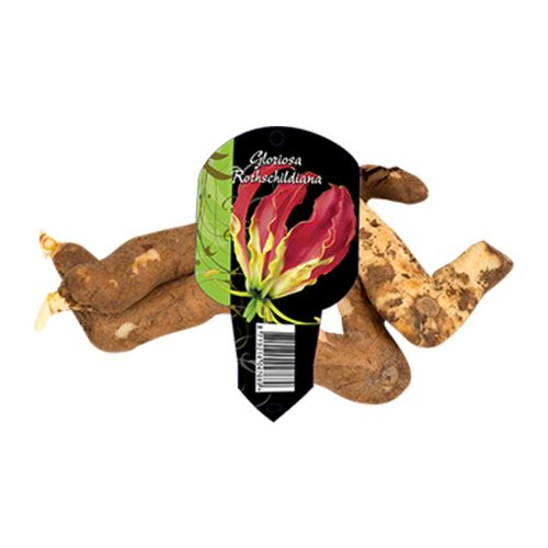 Gloriosa ‘Rothschildiana’