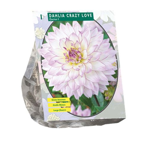 Dahlia Decorative 'Crazy Love'