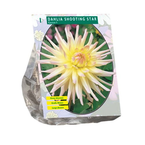 Dahlia Cactus 'Shooting Star'