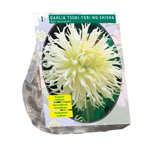 Dahlia Split Decorative 'Tsuki-Yori-No-Shisha'