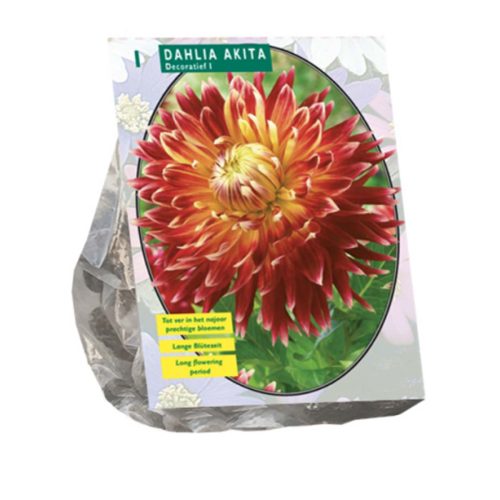 Dahlia Decorative 'Akita'