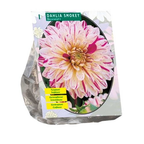 Dahlia Decorative 'Smokey'