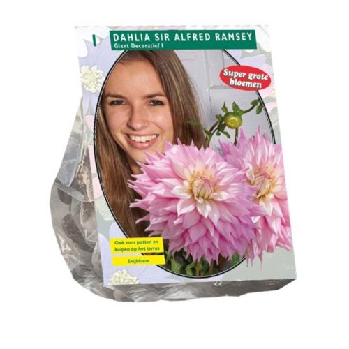 Dahlia Giant Decorative 'Sir Alfred Ramsey'