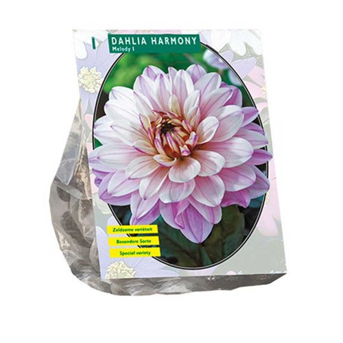 Dahlia 'Melody Harmony'