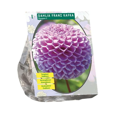 Dahlia Pompon 'Franz Kafka'