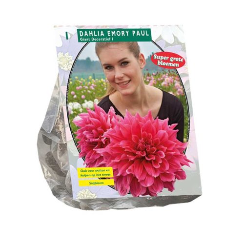 Dahlia Giant Decorative 'Emory Paul'