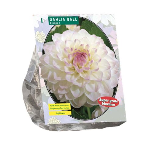 Dahlia Ball 'Eveline'