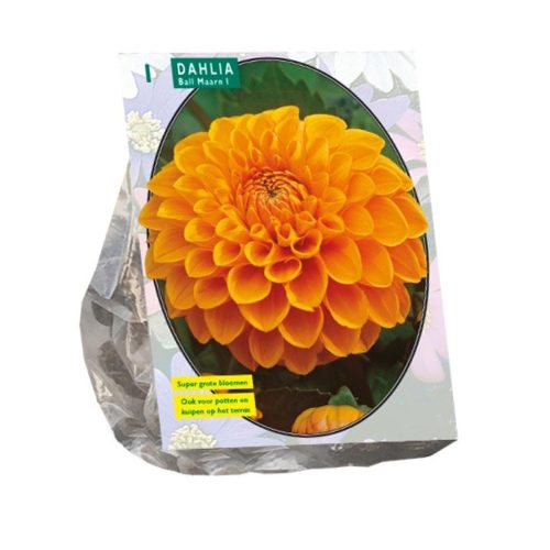 Dahlia Ball 'Maarn'