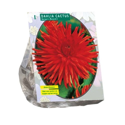 Dahlia Cactus 'Berger's Record'