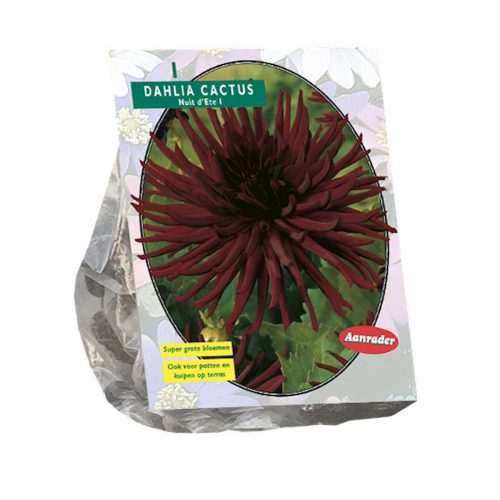 Dahlia Cactus 'Nuit d'ete'