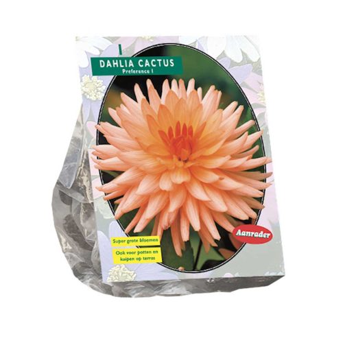 Dahlia Cactus 'Preference'
