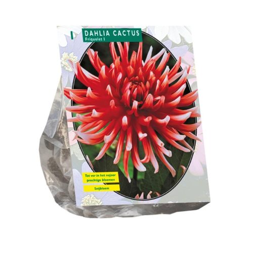 Dahlia Cactus 'Friquolet'