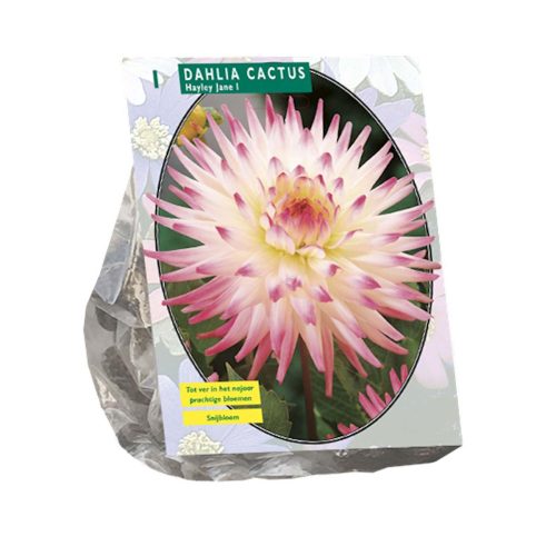 Dahlia Cactus 'Hayley Jane'