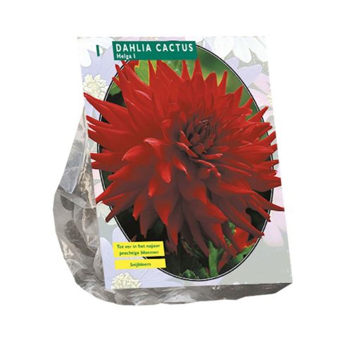 Dahlia Cactus 'Helga'