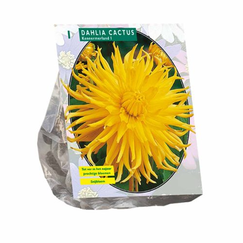 Dahlia Cactus 'Kennemerland'