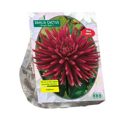 Dahlia Cactus 'Purple Gem'