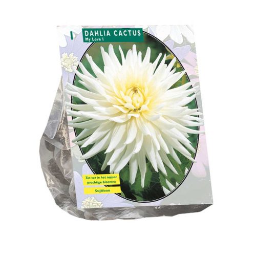 Dahlia Cactus 'My Love'