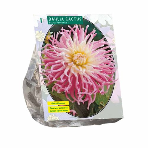 Dahlia Cactus 'Stars Favourite'