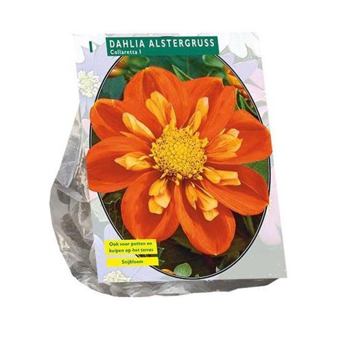 Dahlia Collaretta 'Alstergruss'