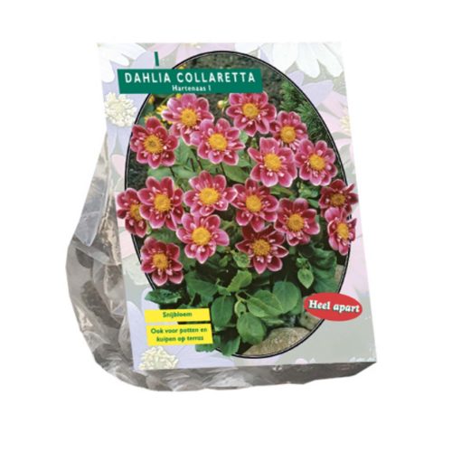 Dahlia Collaretta 'Ace of Hearts'