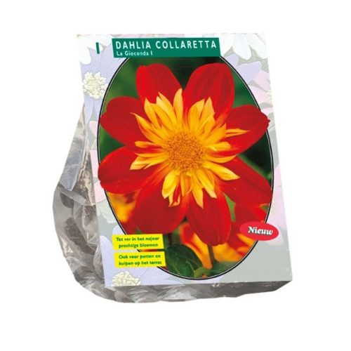 Dahlia Collaretta 'La Gioconda'