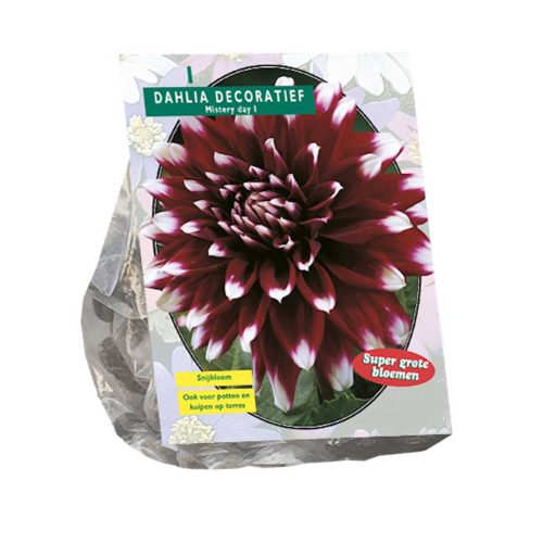 Dahlia Decorative 'Mystery Day'