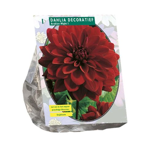 Dahlia Decorative 'Arabian Night'