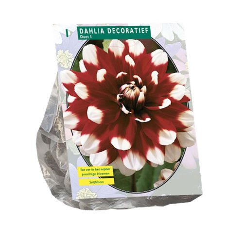 Dahlia Decorative 'Duet'