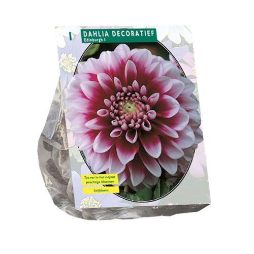 Dahlia Decorative 'Edinburgh'