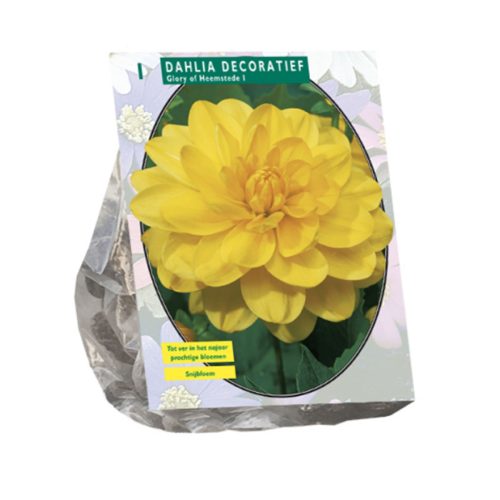 Dahlia Decorative 'Glory of Heemstede'