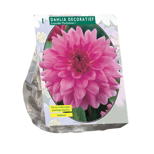 Dahlia Decorative 'Lavender Perfection'
