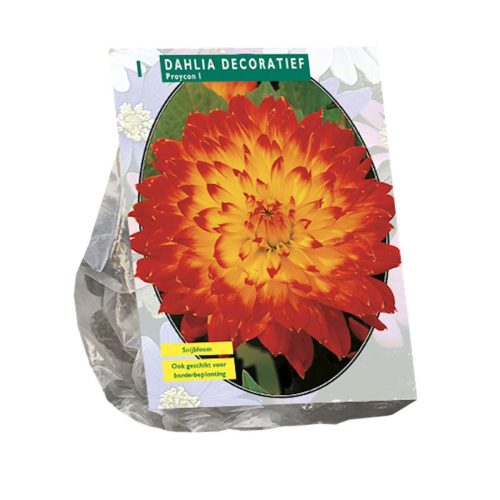 Dahlia Decorative 'Proycon'