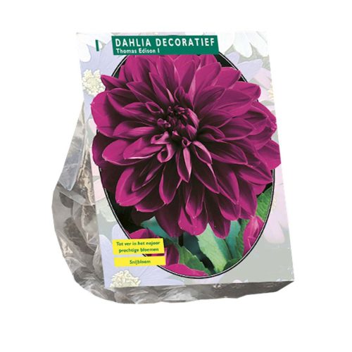 Dahlia Decorative 'Thomas Edison'