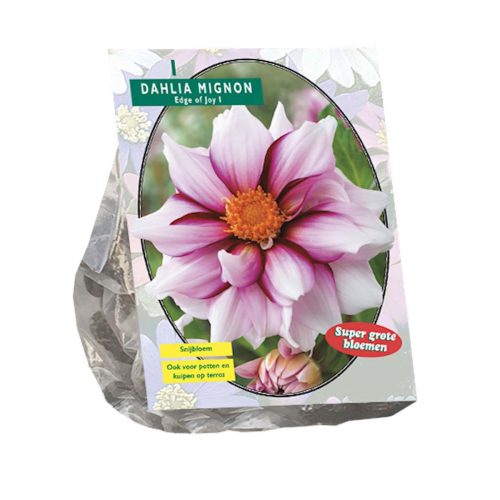 Dahlia Mignon 'Edge of Joy'