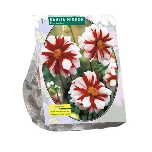 Dahlia Mignon 'Fire and Ice'