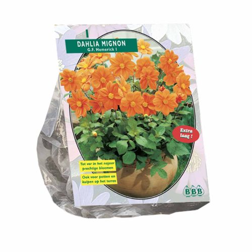 Dahlia Mignon 'G.F. Hemerick'