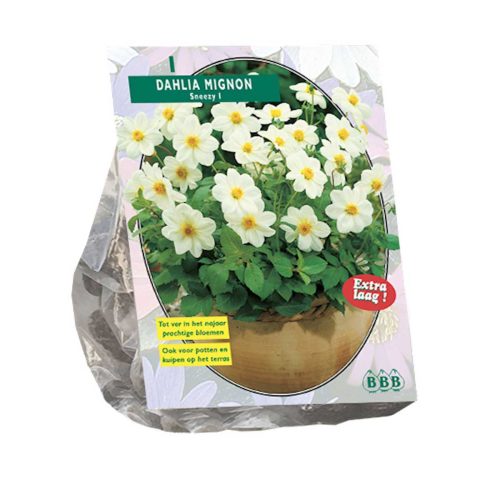 Dahlia Mignon 'Sneezy'