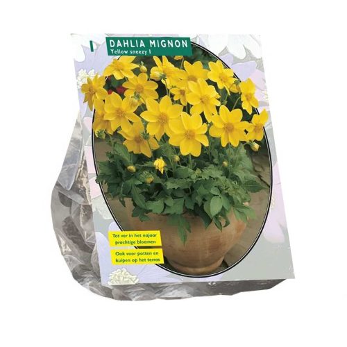 Dahlia Mignon 'Yellow Sneezy'