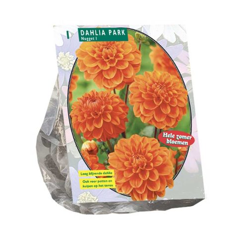 Dahlia Park 'Nugget'