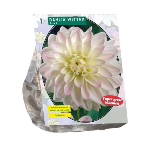 Dahlia Park 'Wittem'