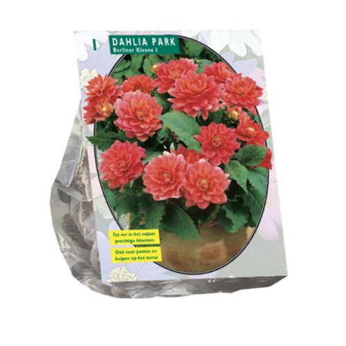 Dahlia Park 'Berliner Kleene'