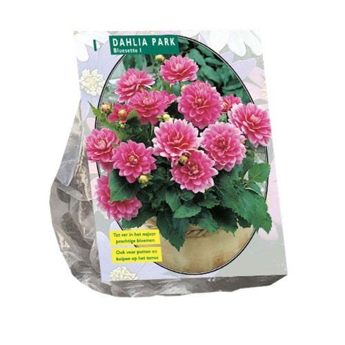 Dahlia Park 'Bluesette'