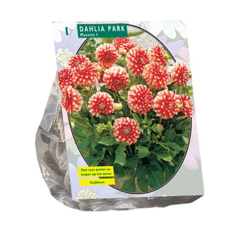 Dahlia Park 'Musette'