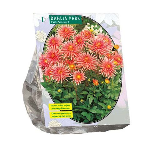 Dahlia Park 'Park Princess'